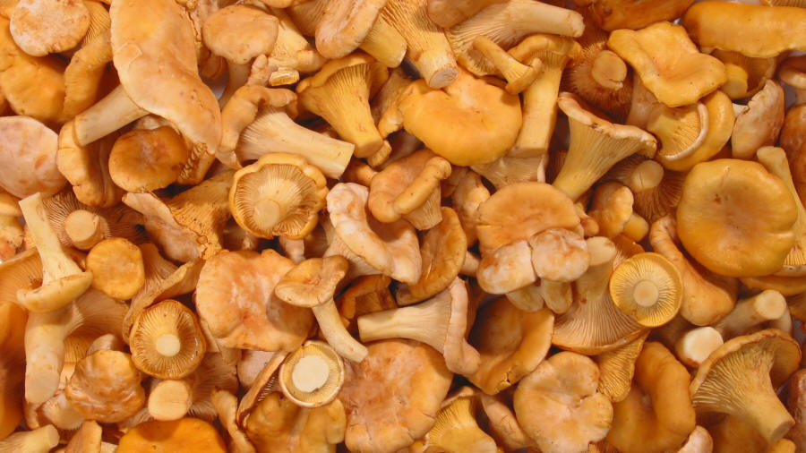 LAS-BOR produkcja przetwórstwo eksport grzybów grzyby owoce leśne grzyby mrożone blanszowane świeże w Polsce 01