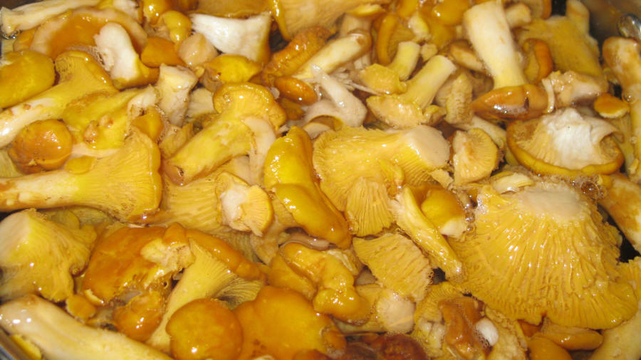 LAS-BOR produkcja przetwórstwo eksport grzybów grzyby owoce leśne grzyby mrożone blanszowane świeże w Polsce 04
