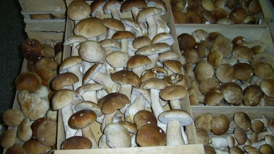 LAS-BOR produkcja przetwórstwo eksport grzybów grzyby owoce leśne grzyby mrożone blanszowane świeże w Polsce 05