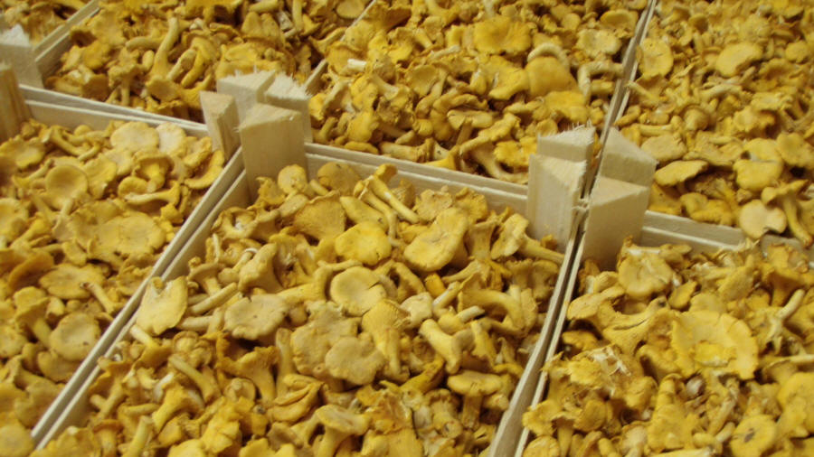 LAS-BOR produkcja przetwórstwo eksport grzybów grzyby owoce leśne grzyby mrożone blanszowane świeże w Polsce 07