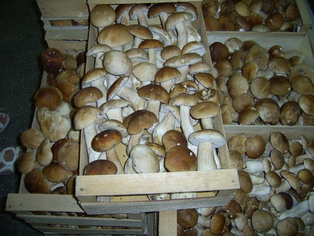 LAS-BOR produkcja przetwórstwo eksport grzybów grzyby owoce leśne grzyby mrożone blanszowane świeże w Polsce 02