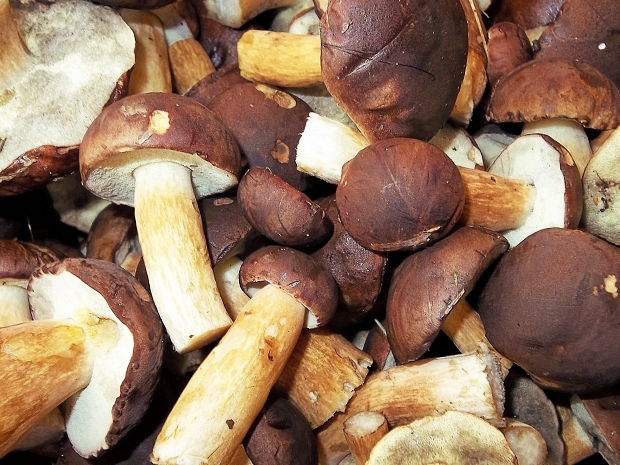 LAS-BOR produkcja przetwórstwo eksport grzybów grzyby owoce leśne grzyby mrożone blanszowane świeże w Polsce 03